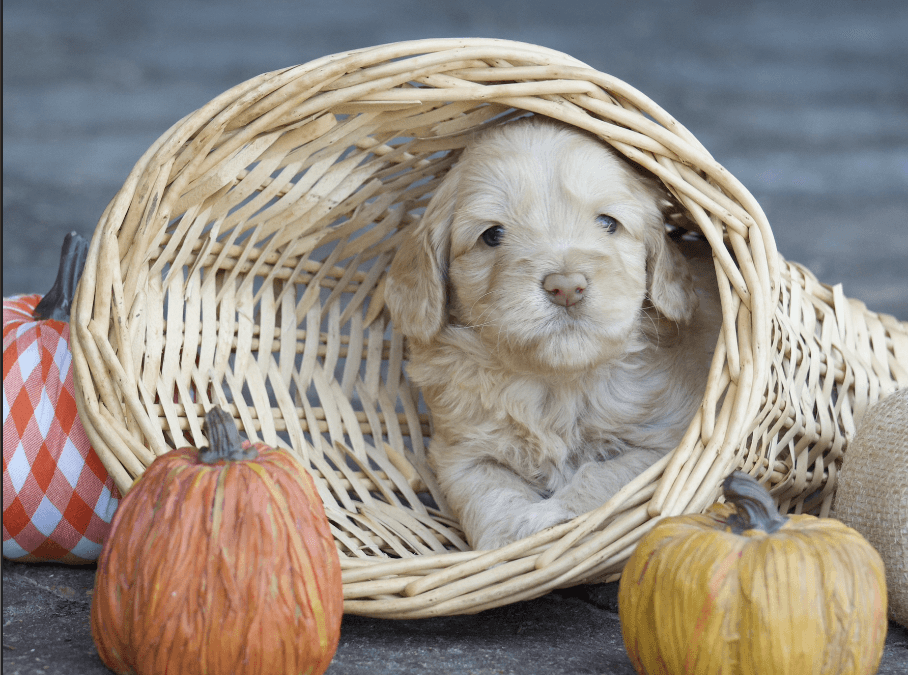 Thanksgiving Food Safety For Dogs